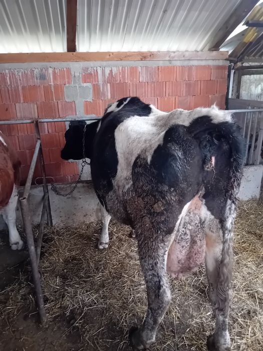 Vând  va pentru  abator mai multe detaliila telefon