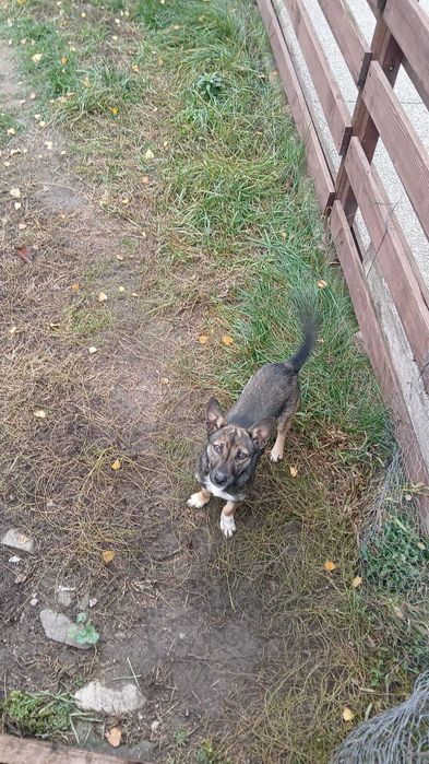 Donez metis Jack Russell Terrier