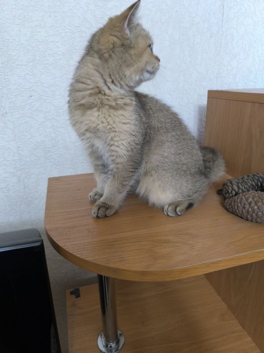Продаётся британская кошечка породы шиншилла