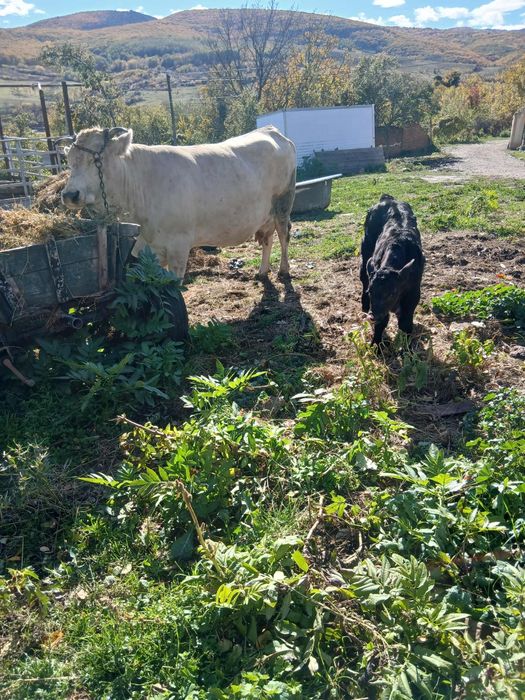 Vând vaca cu vitel belgian