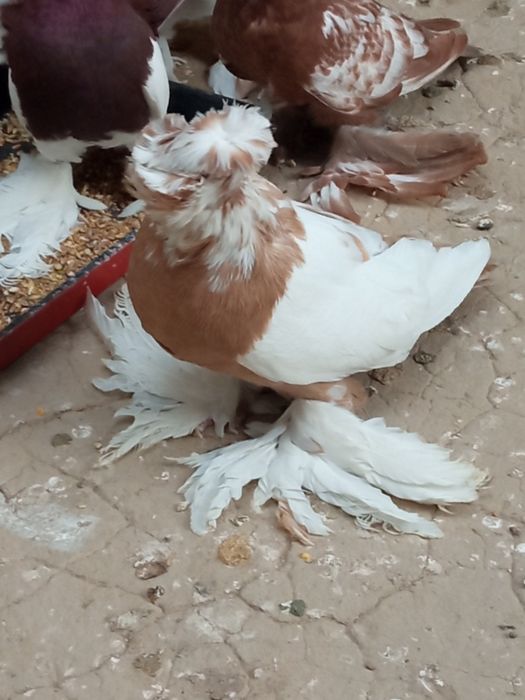 Распродажа голубей