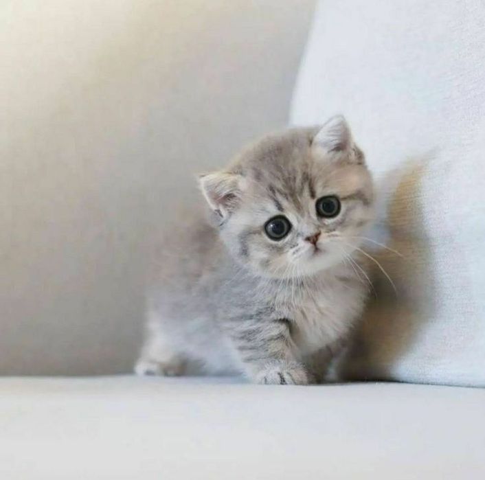 British Shorthair Chincilla Silver