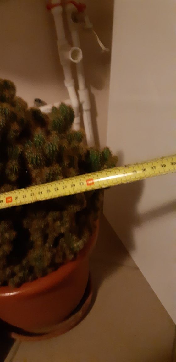 Vand cactus  ghiveci