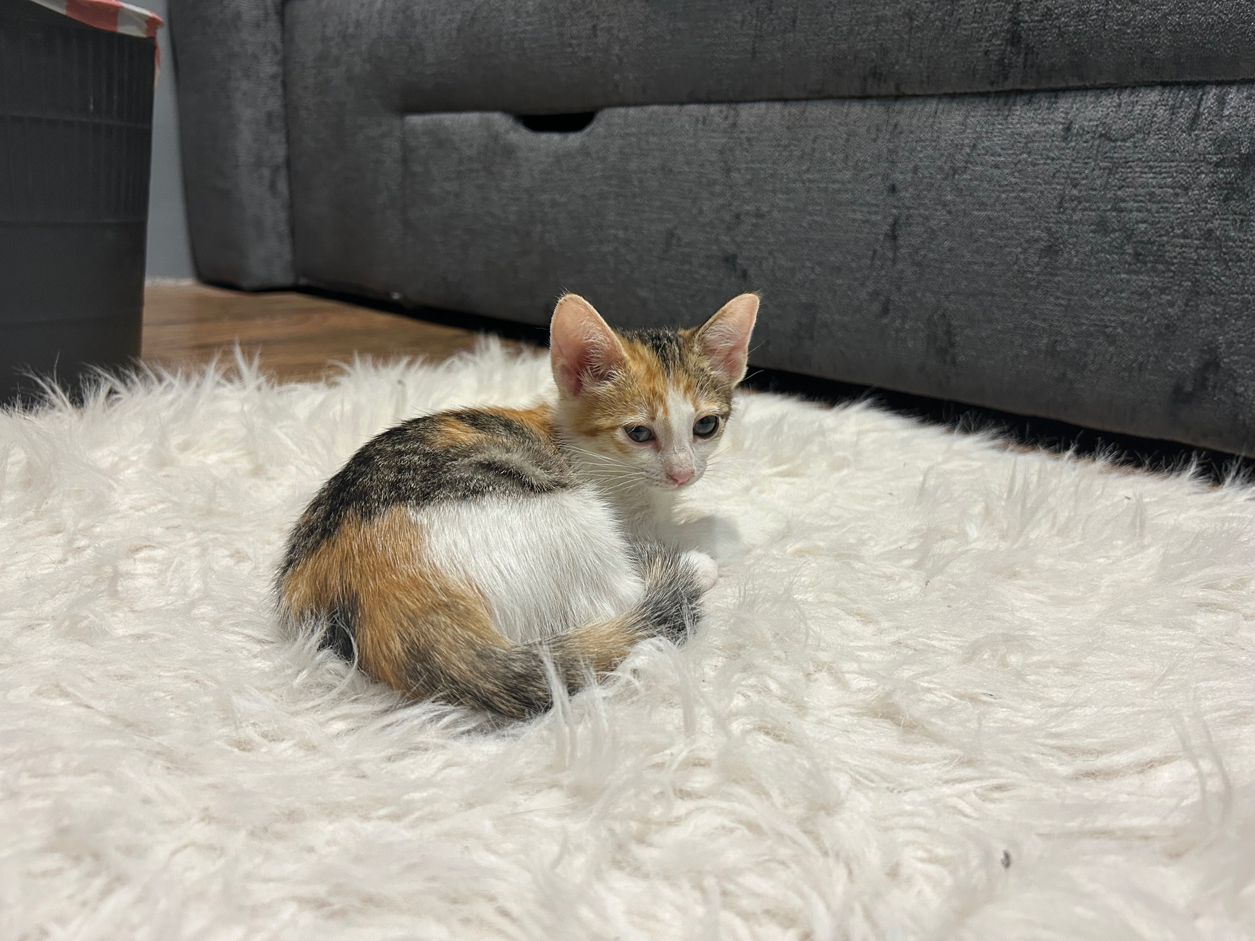 Подарявам котенце