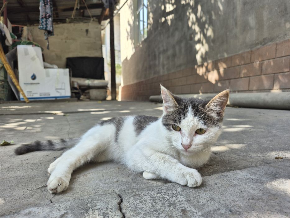 Кошка в хорошие руки