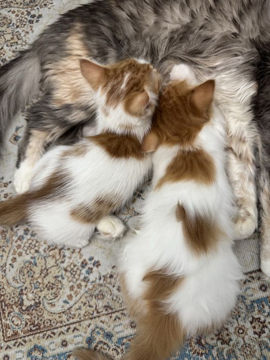 Отдам котят в хорошие руки