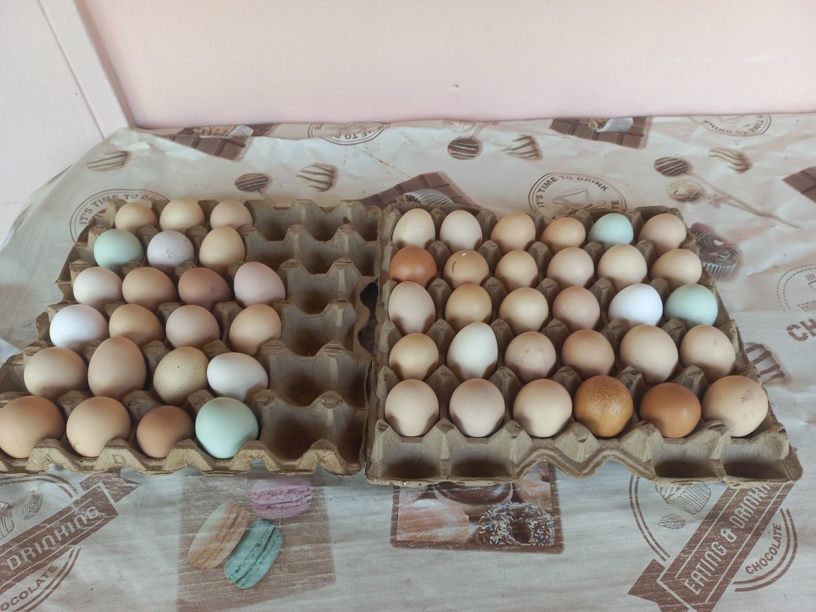 Продам домашние яйца. Находимся в Алгабасе