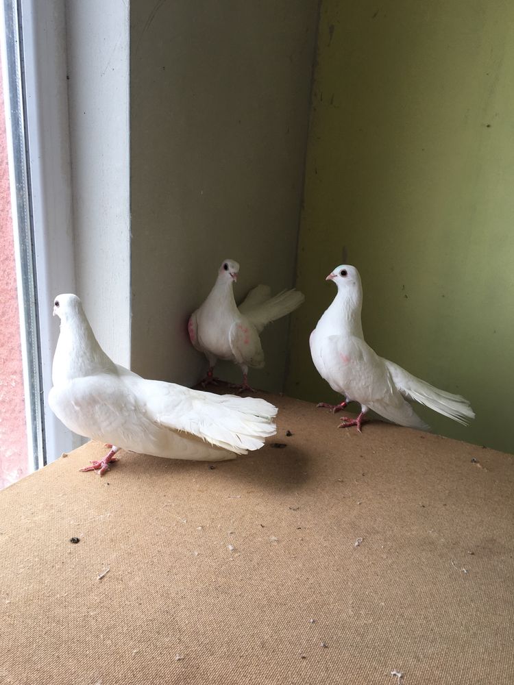 Продавам гълъби