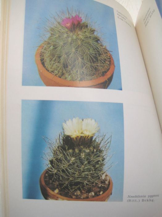 Книга о кактусах