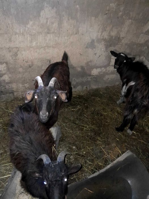 Vand 2 capre gestante si 1 țap