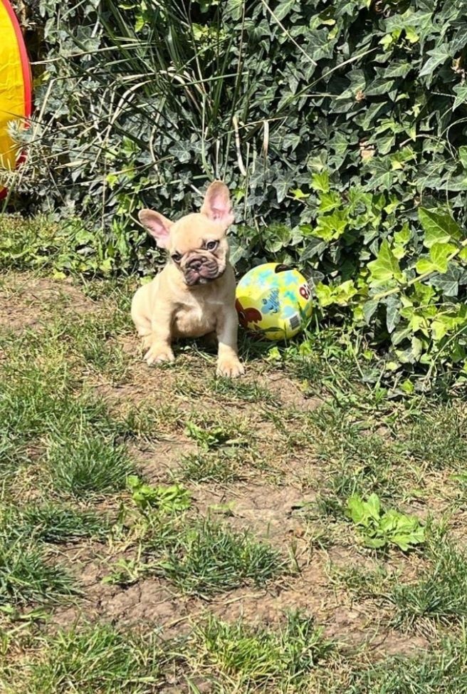 Bulldog francez femela