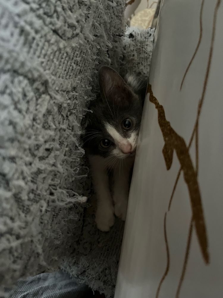 Котята девочки в добрые руки