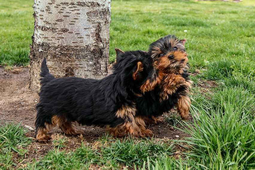 Йоркширски териер, мини йорки момиче