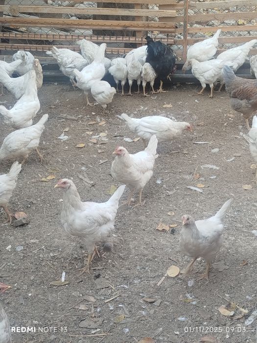 Loman sendi jo'ja tovuqlari sotiladi 60mindan