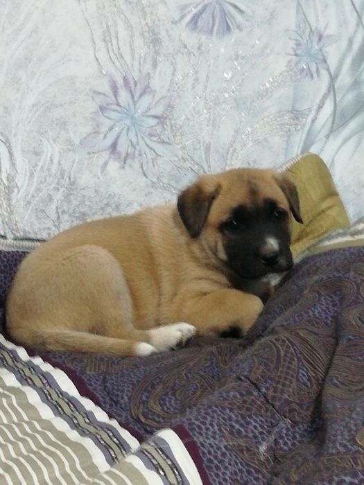 Щенята в добрые руки