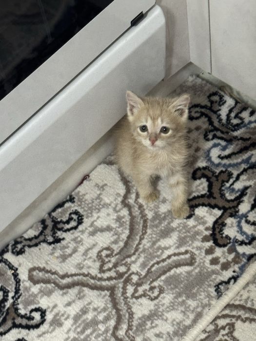 Отдам даром котёнка в хорошие руки, мальчик, очень любит играть, милый