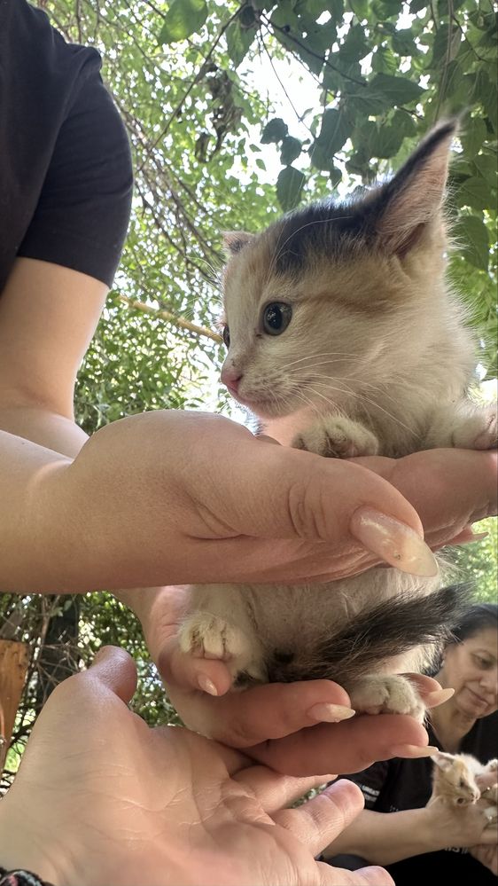 Ребёнок кошки в семью