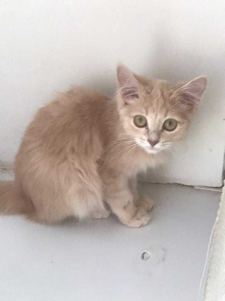Котенок мальчик ищет дом