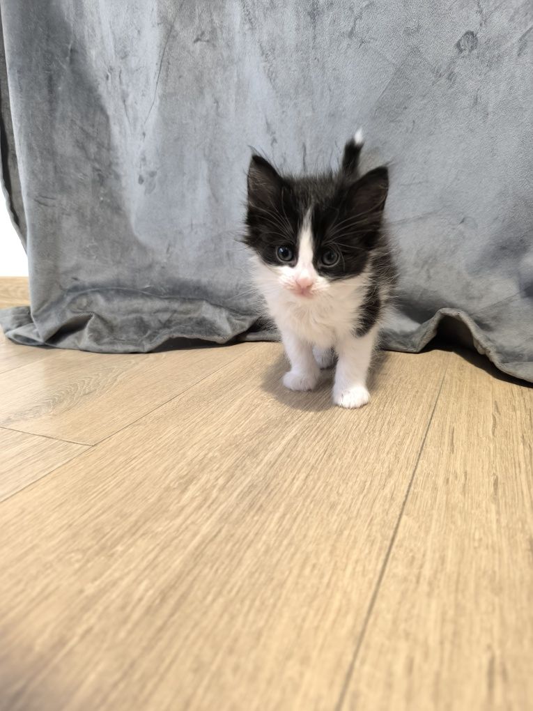 Котета търсят дом