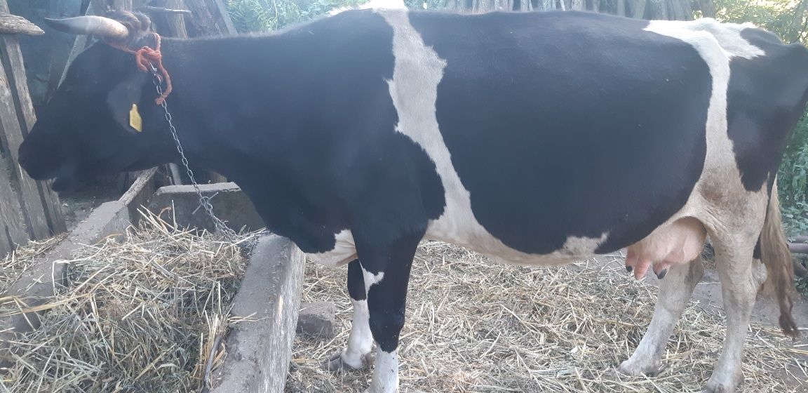 vacă de lapte rasa Holstein-Fundeni,jud.Galați