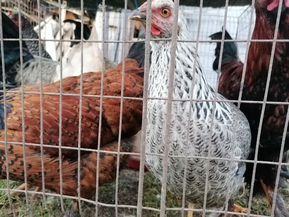 Puicute și cocosi de casa
