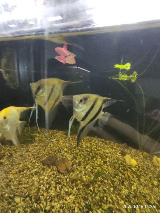 Скалярии красивые