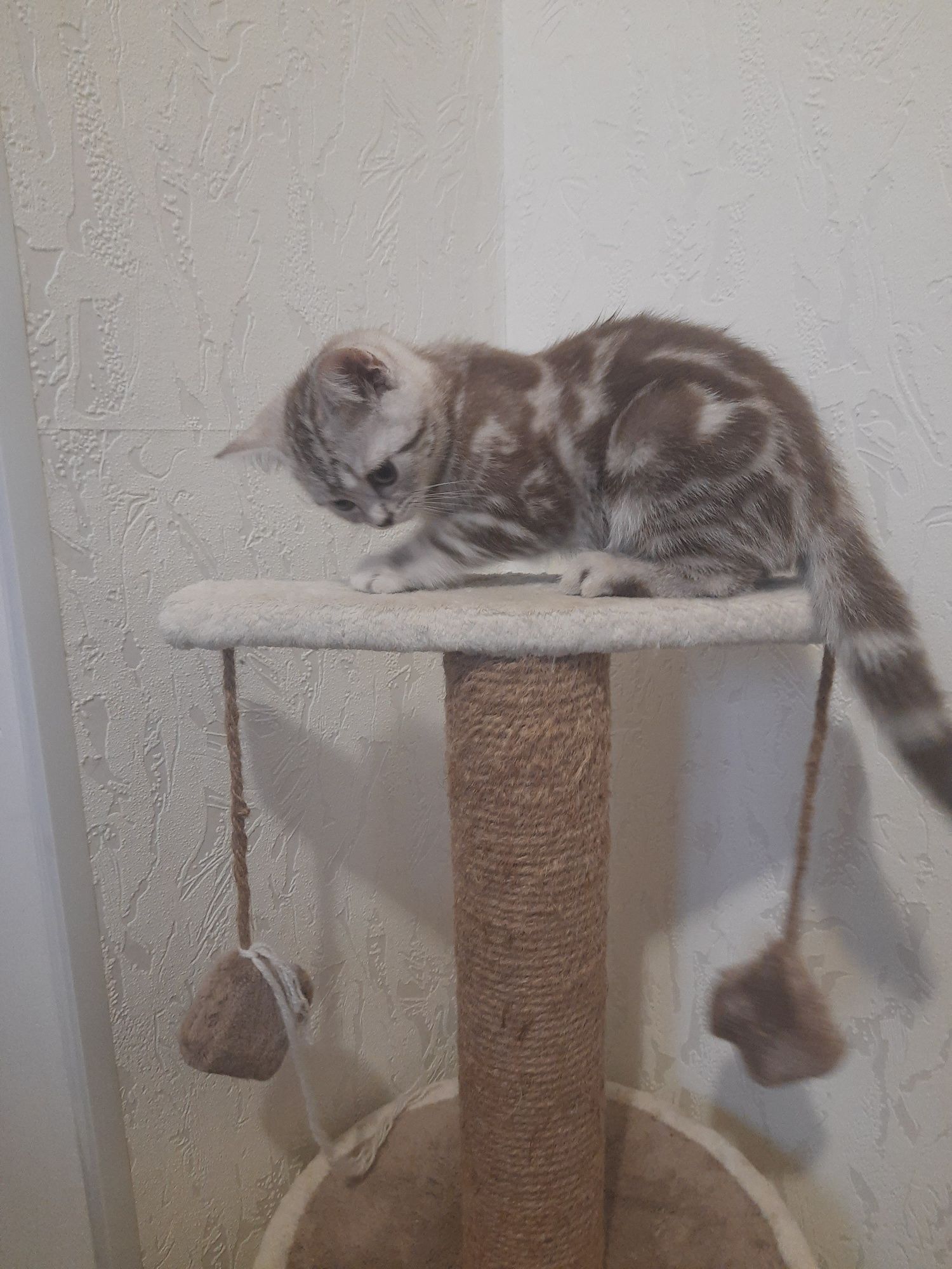 Скоттиш страйт девочка мрамор цвета корицы