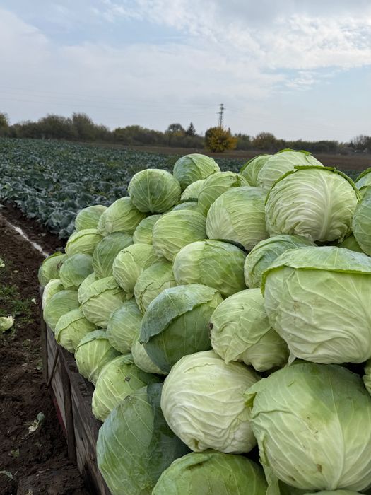 Зеле директно от производител МАРЛУ
