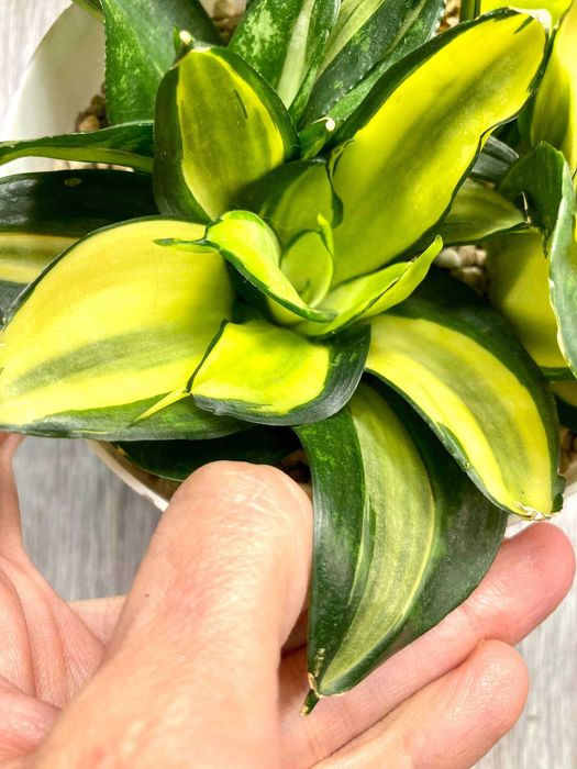 Сортовые сансевиерии