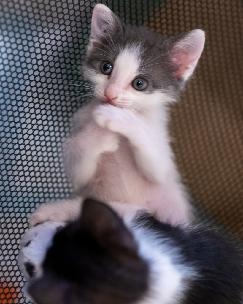 Adoptă iubire cu mustăcioare – 4 pisoiaşi blânzi așteaptă acasă