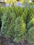 Tuya Smaragd 80-110 cm – 50 lei bucata | Gard viu verde tot anul
