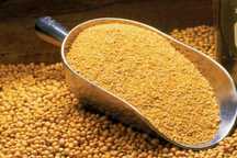 Srot Soia , proteina.