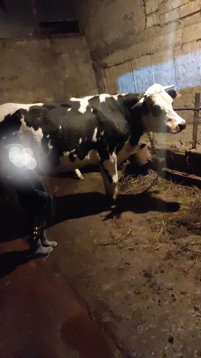 Vand vacii tinere mai multe detali la telefon