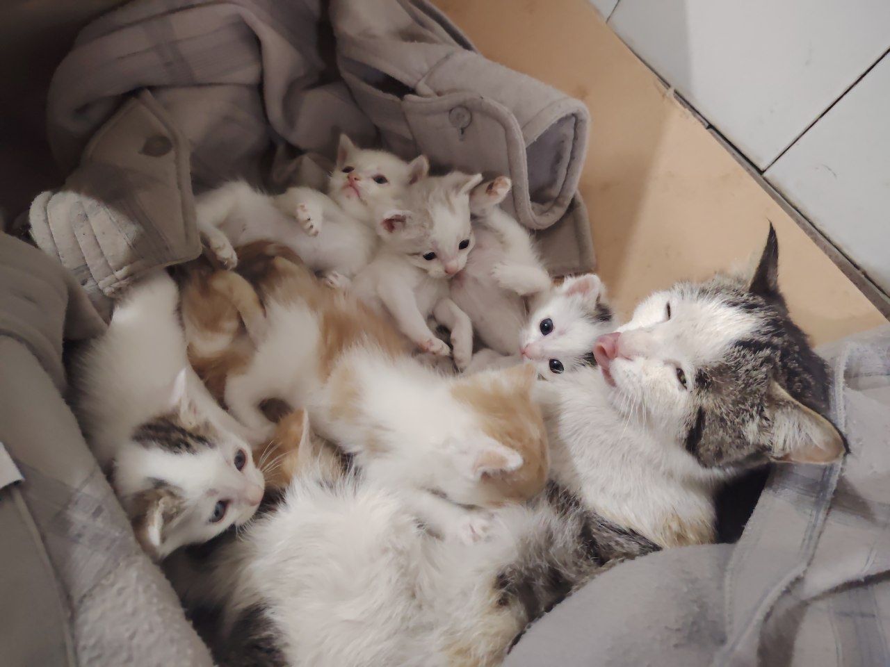 6 котят с мамой, можно забрать и по одному