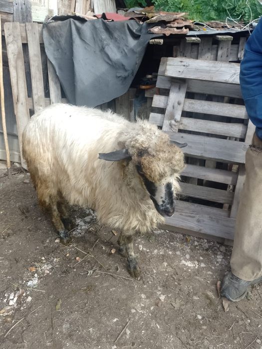 Oaie 6 ani vârstă