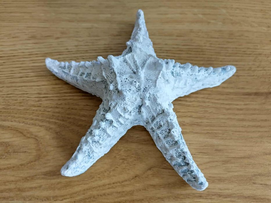 Красива морска звезда от Шри Ланка