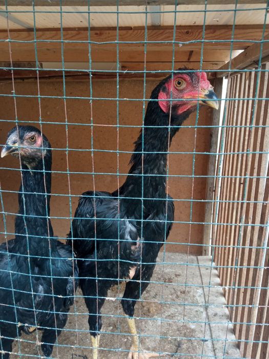 Daken xoroz tovigi bilan