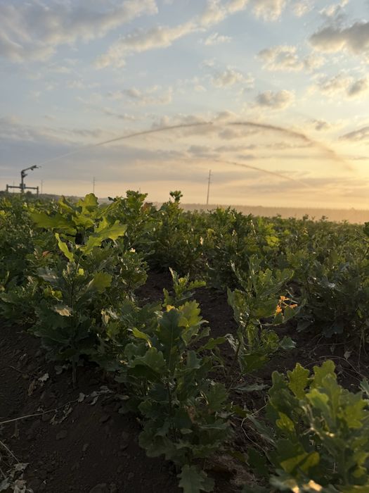 Frasin , Stejar brumariu , stejar pedunculat , cer si gorun
