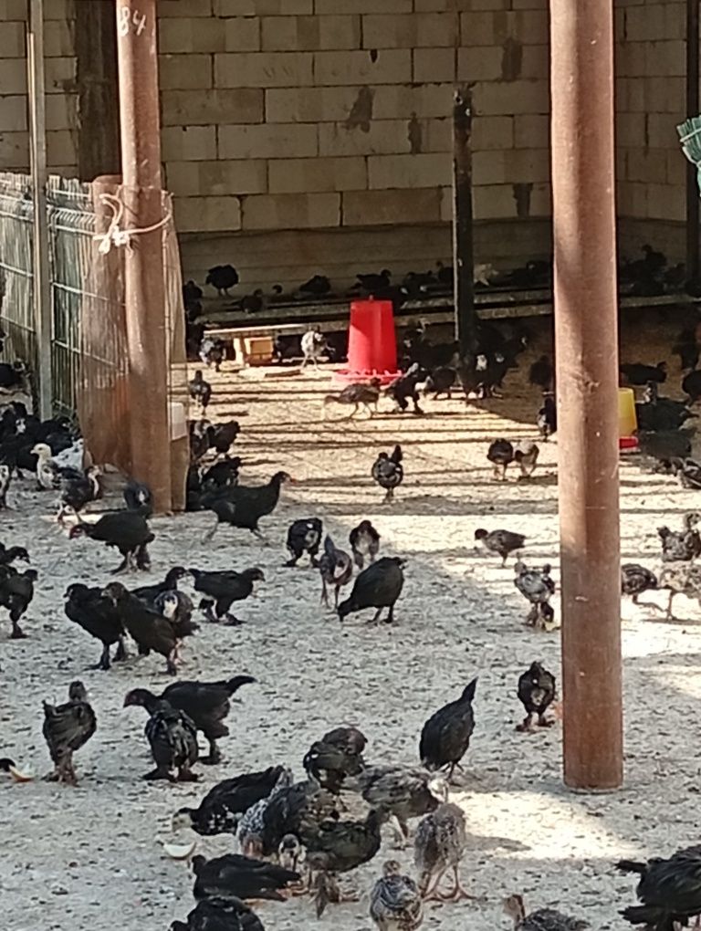 Qora tovuq jujalari