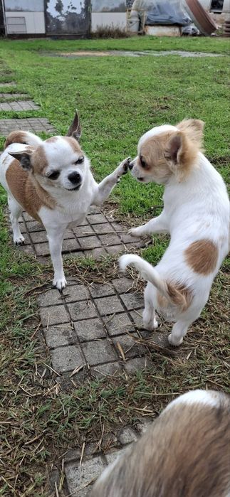 Дългокосместо Чихуахуа