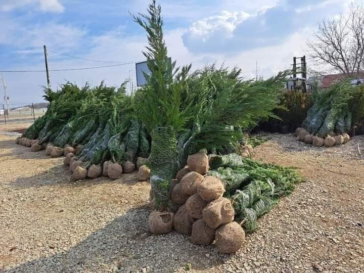 Plante ornamentale și rulou de gazon