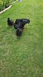 Vand familie australorp 4+1
