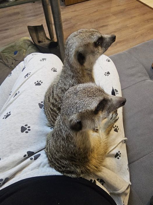 Продам сурикатов