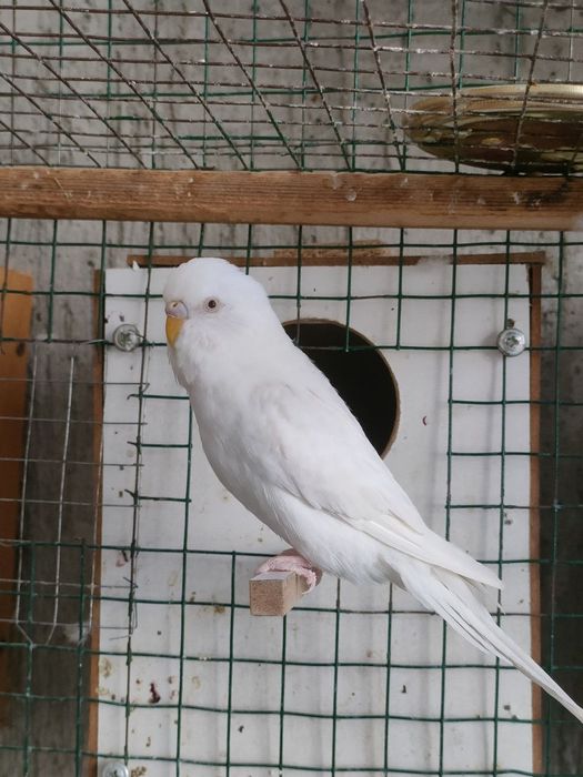 Valnistiy 2 para 250min