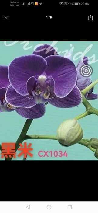 Орхидея фаленопсис