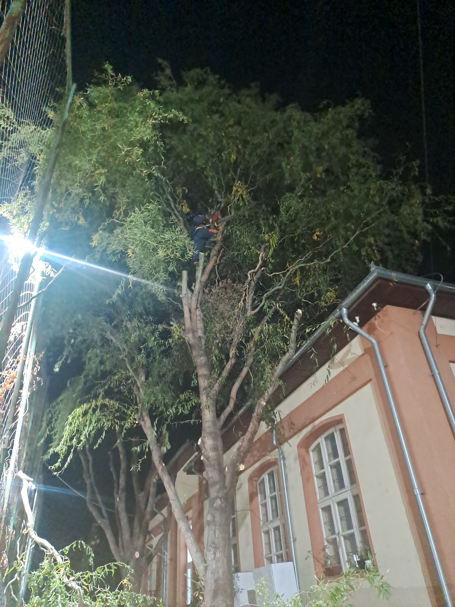 Tăieri Arbori/Fasonare/Toaletare/Alpinism Utilitar 24/7