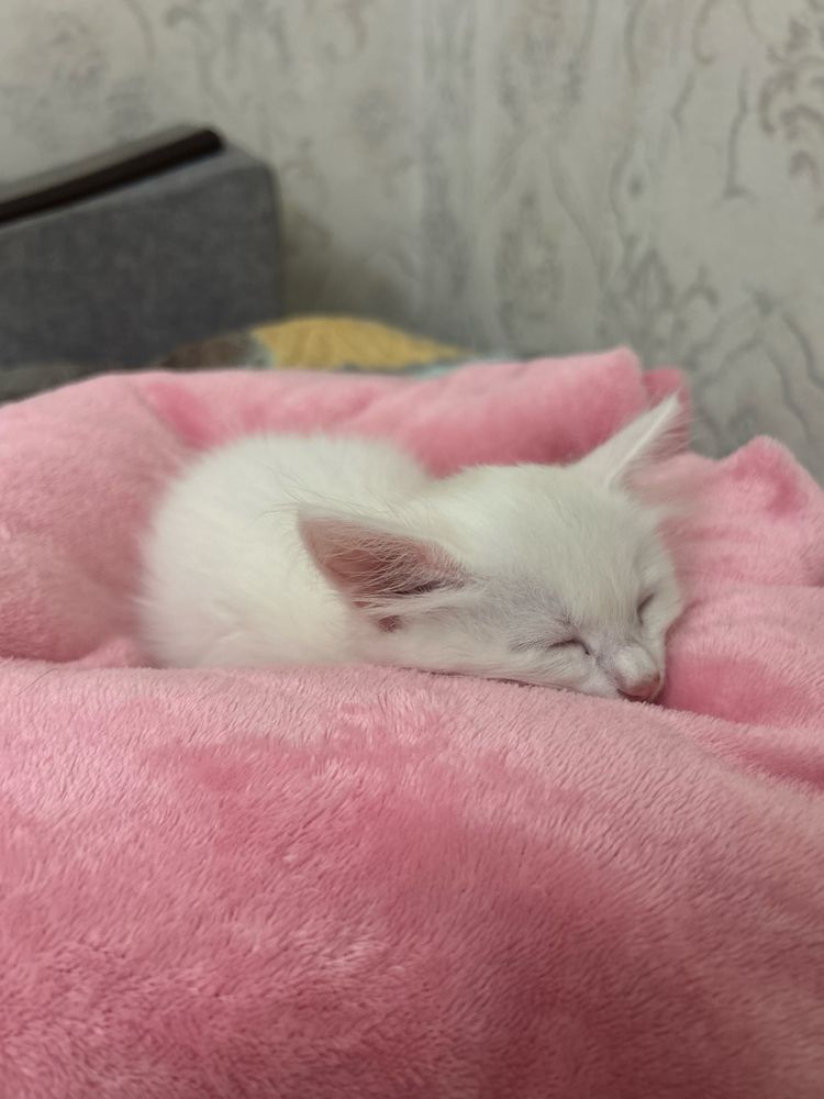 Отдам даром
