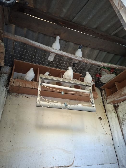 Голуби домашние птицы