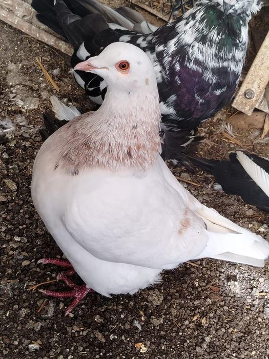 Porumbeii  Texani  si lahore