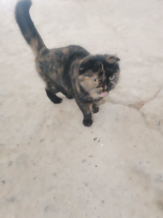 Шотландская вислоухая кошка